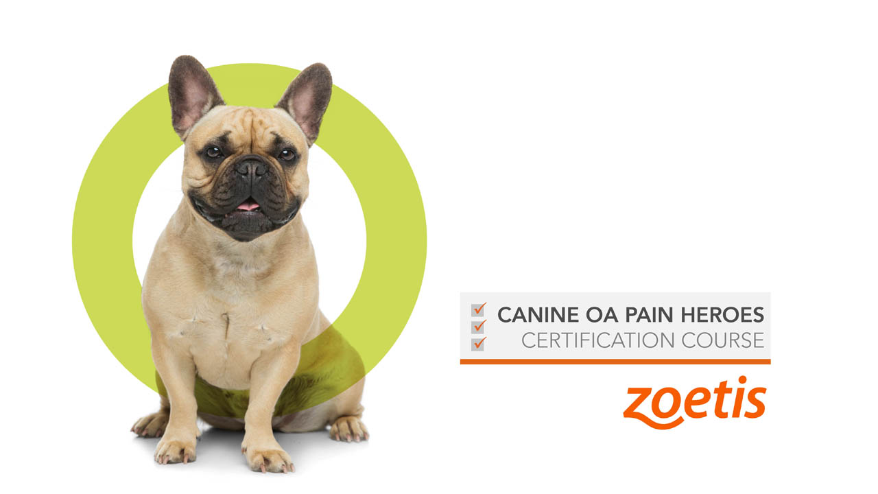 Canine OA Pain Heroes Certification Course ZOETIS PETCARE